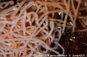 Aplysia fasciata ponte-Ouessant Bougezen-14m-20240820-da-DSC_8876_tn